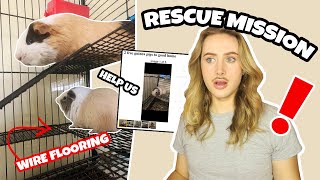 RESCUING TWO GUINEA PIGS FROM CRAIGSLIST❗️