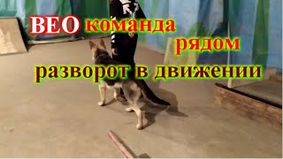 Команда рядом разворот в движении щенок ВЕО восточно европейская овчарка