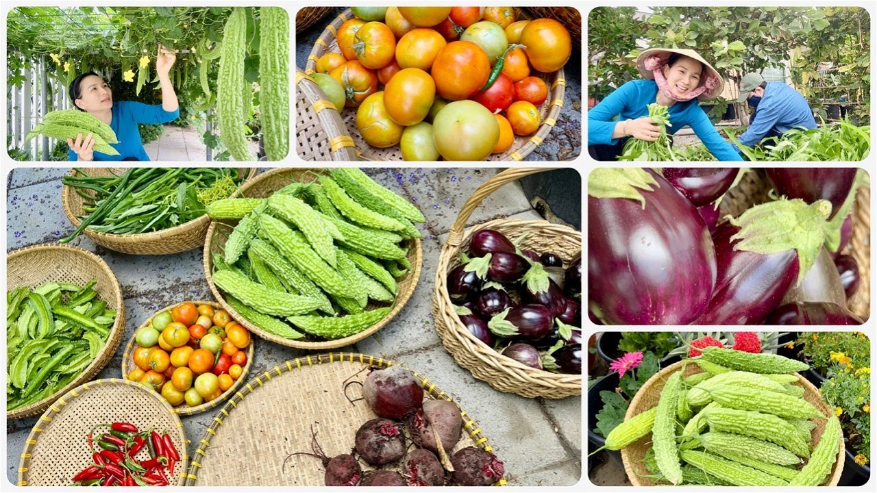 Giải Cứu Cây Mận Quá Nhiều Trái, Hái Đậu Đũa, Khổ Qua, Ớt Chỉ Thiên, Cà Tím, Củ Dền Và Rau Muống.