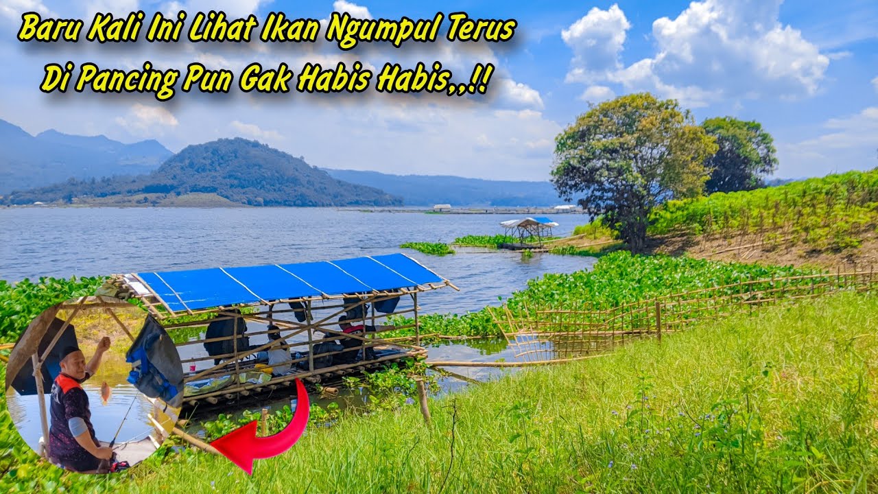 Mancing  di spot yang di tinggalkan‼️ Asal lempar,,ikan sudah nungguin 🤭 Mancing jatiluhur terbaru