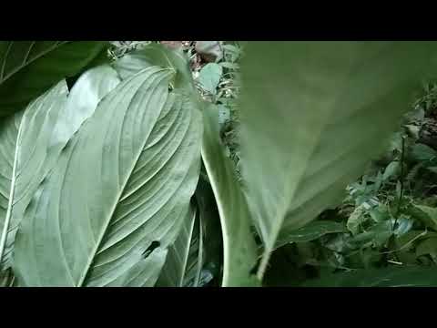 Video: Plantain: Cov Khoom Siv Tshuaj Zoo
