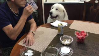 何かもらいたいアラン greatpyrenees グレートピレニーズ