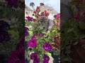 Cat and flowers #kitten #pets