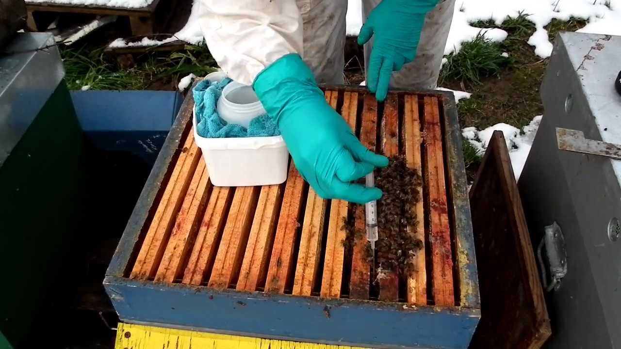 Comment faire un traitement varroa à l'acide oxalique en été