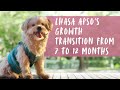 Lhasa Apso puppy growing up from 7 months to 12 months