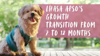 Lhasa Apso puppy growing up from 7 months to 12 months by Sayali G. 55,086 views 4 years ago 20 minutes