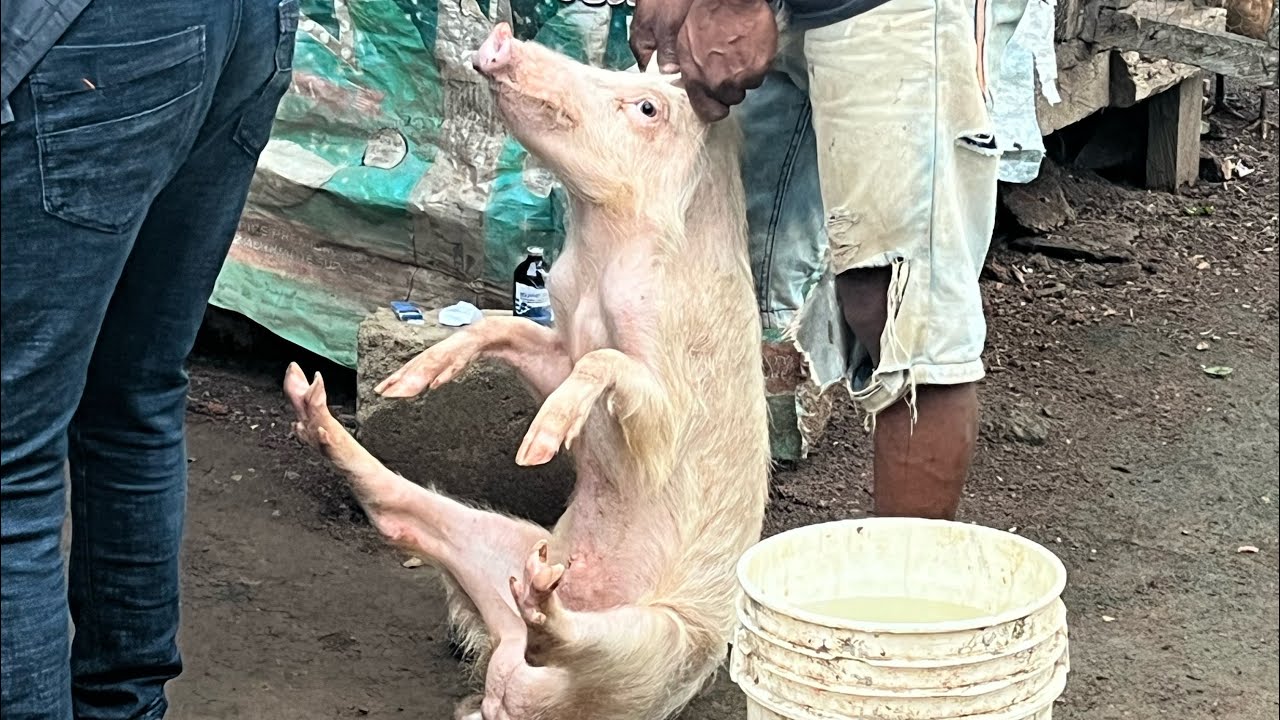 PIG FARMING IN GHANA 2022 YouTube PIG FARMING IN GHANA 2022 YouTube