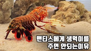 맨티스가 살아있는 생먹이를 먹고 1시간 뒤에 이렇게 변했네요ㄷㄷ