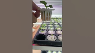 How to Start Seeds For Hydroponics