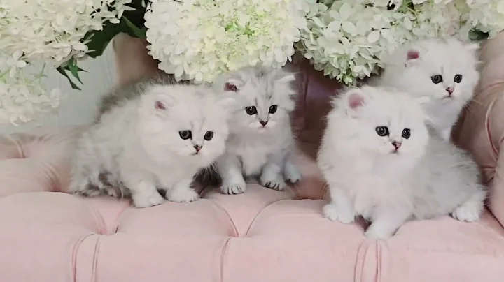 Watch the video about Persian Chinchilla kittens . Born July 4th 2024 .