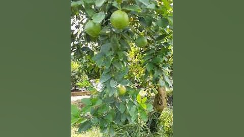 Tết truyền thống 2020. Các sản phẩm cam, quất, bưởi... ghép trên gốc bưởi.