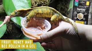 Nutrient Packed Jelly Pots For Geckos | EarthPro ReptiGold by Arcadia Reptile