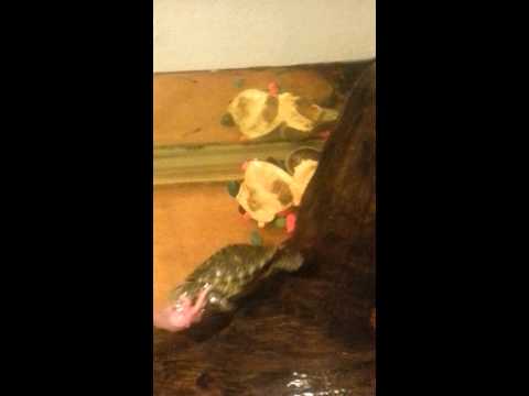 turtles-eat-pinky-mouse-for-a-treat