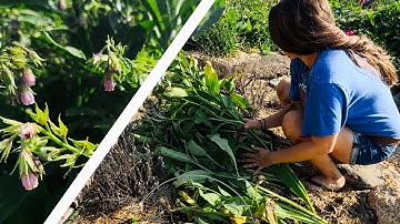 Is COMFREY REALLY worth the hype? Chop & Drop Tutorial + Uses on the Permaculture Homestead