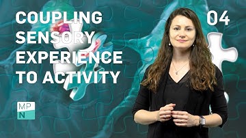 MPNeuro Highlights - Episode 04: In Vivo Imaging of CREB Dynamics