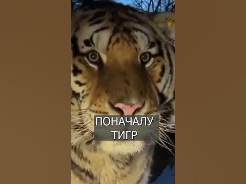 Тигр ЗАСМУЩАЛСЯ при виде камеры - YouTube