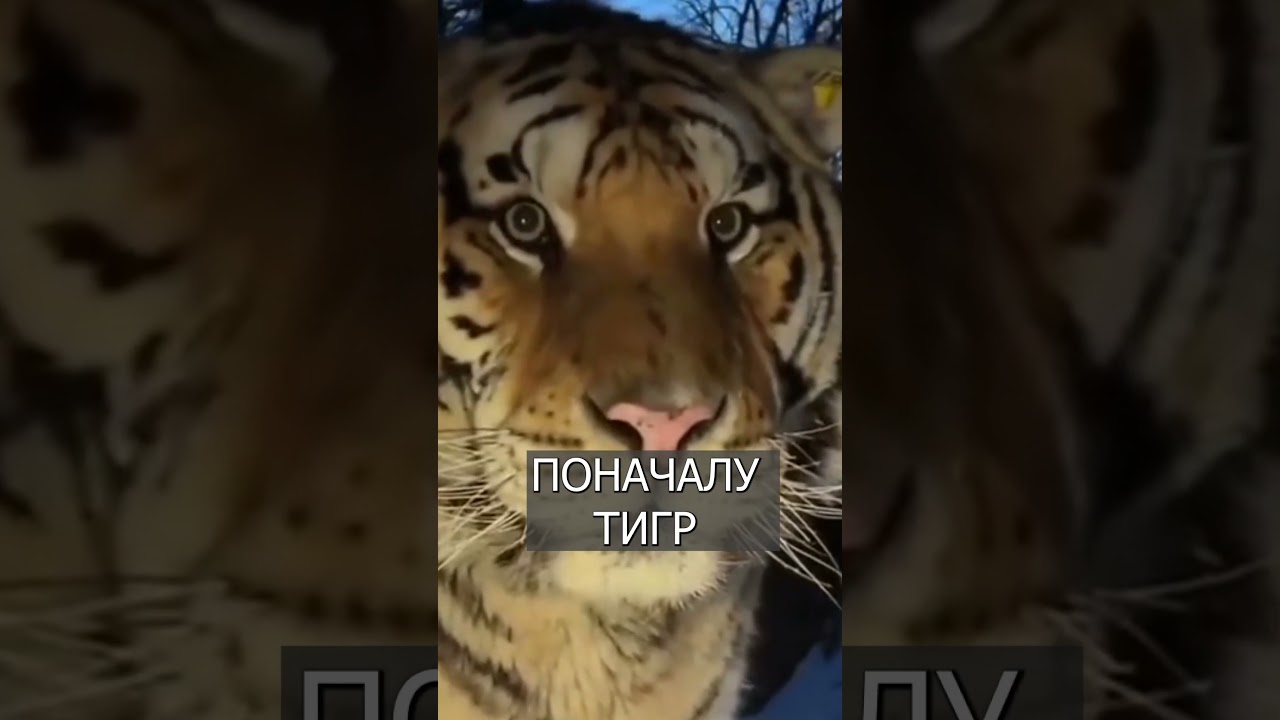Тигр ЗАСМУЩАЛСЯ при виде камеры