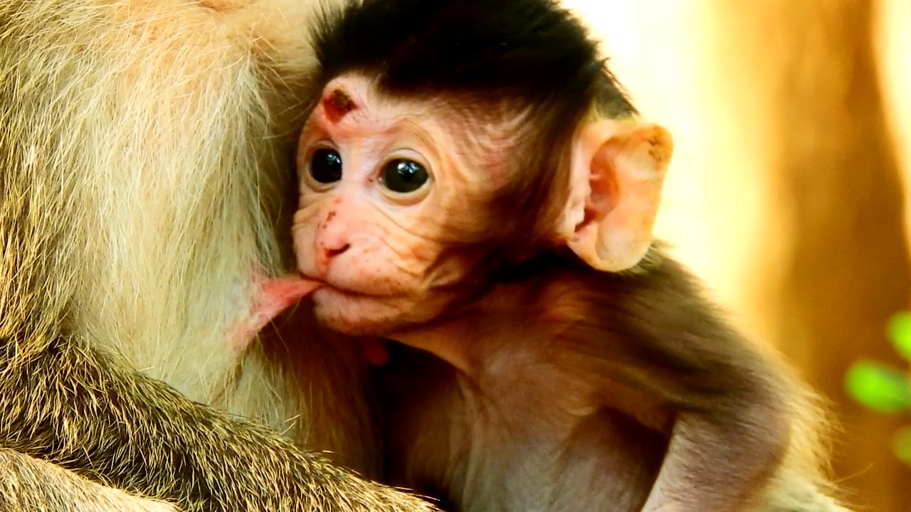 pet monkey canada OMG Why Maddix Anxiety cos Maddix have scalp wound