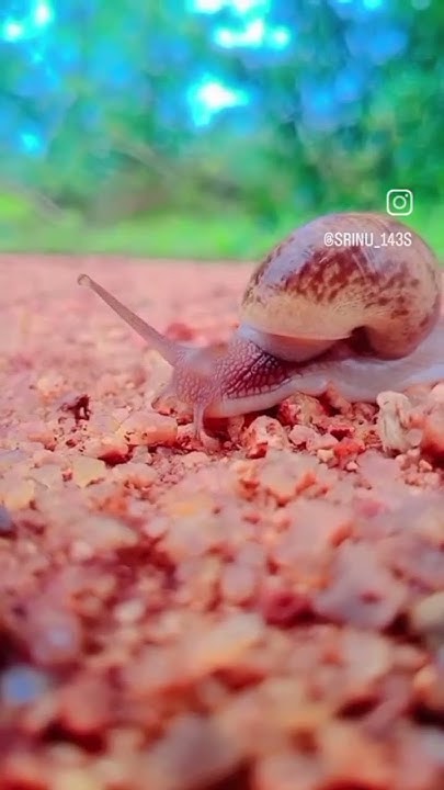 #https://www.instagram.com/explore/tags/video%F0%9F%90%8C?igshid ...