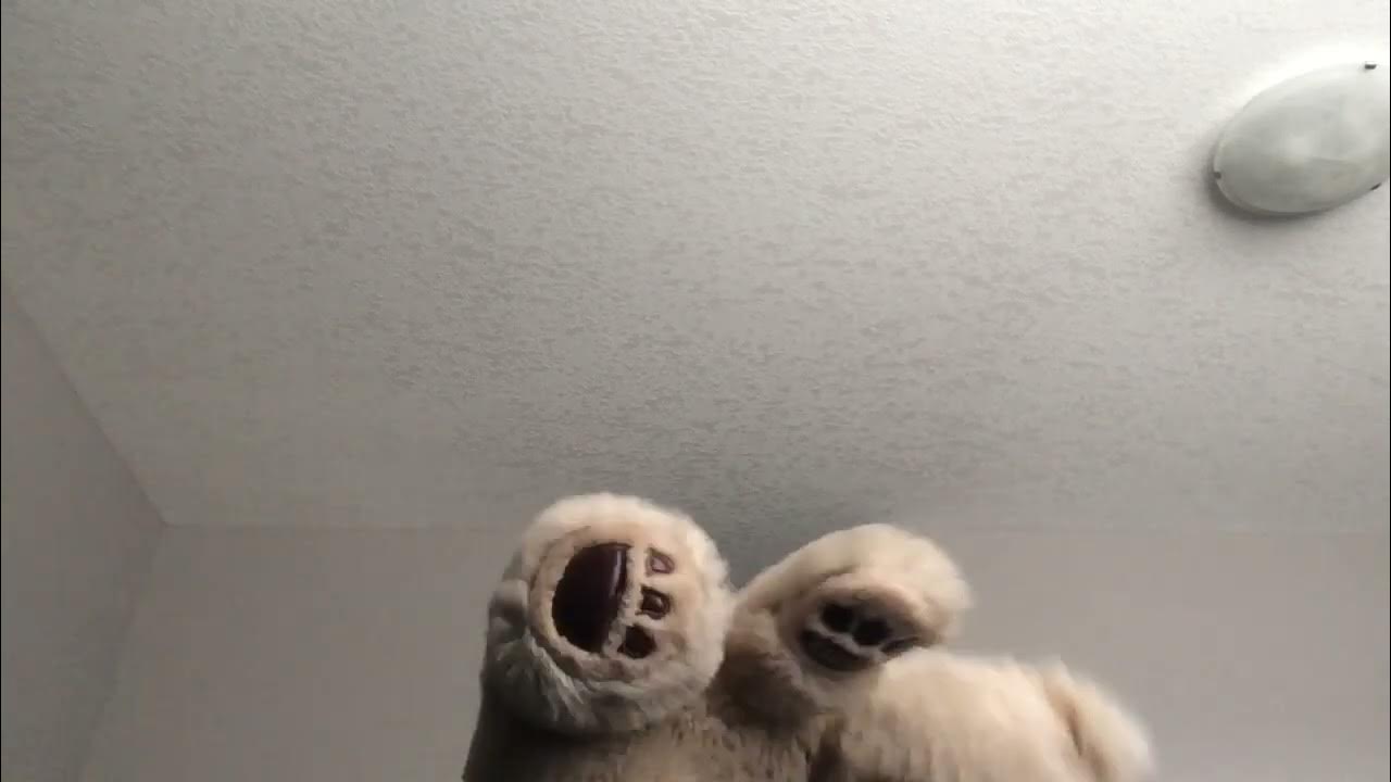 Brother bear ending scene YouTube