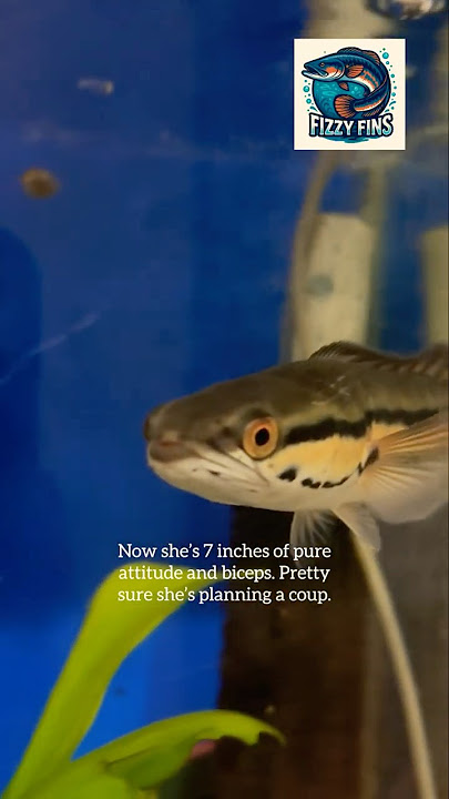 Giant Snakehead Growth in 30 Days #monsterfish #channa #channamicropeltes #toman #fish #aquarium