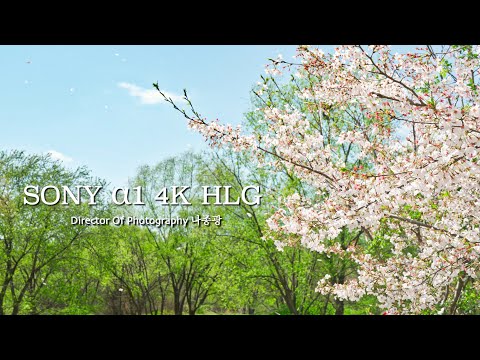 아이오아이 (I.O.I) - 벚꽃이 지면 (When The Cherry Blossoms Fade)-SONY α1 4K HLG Test 26