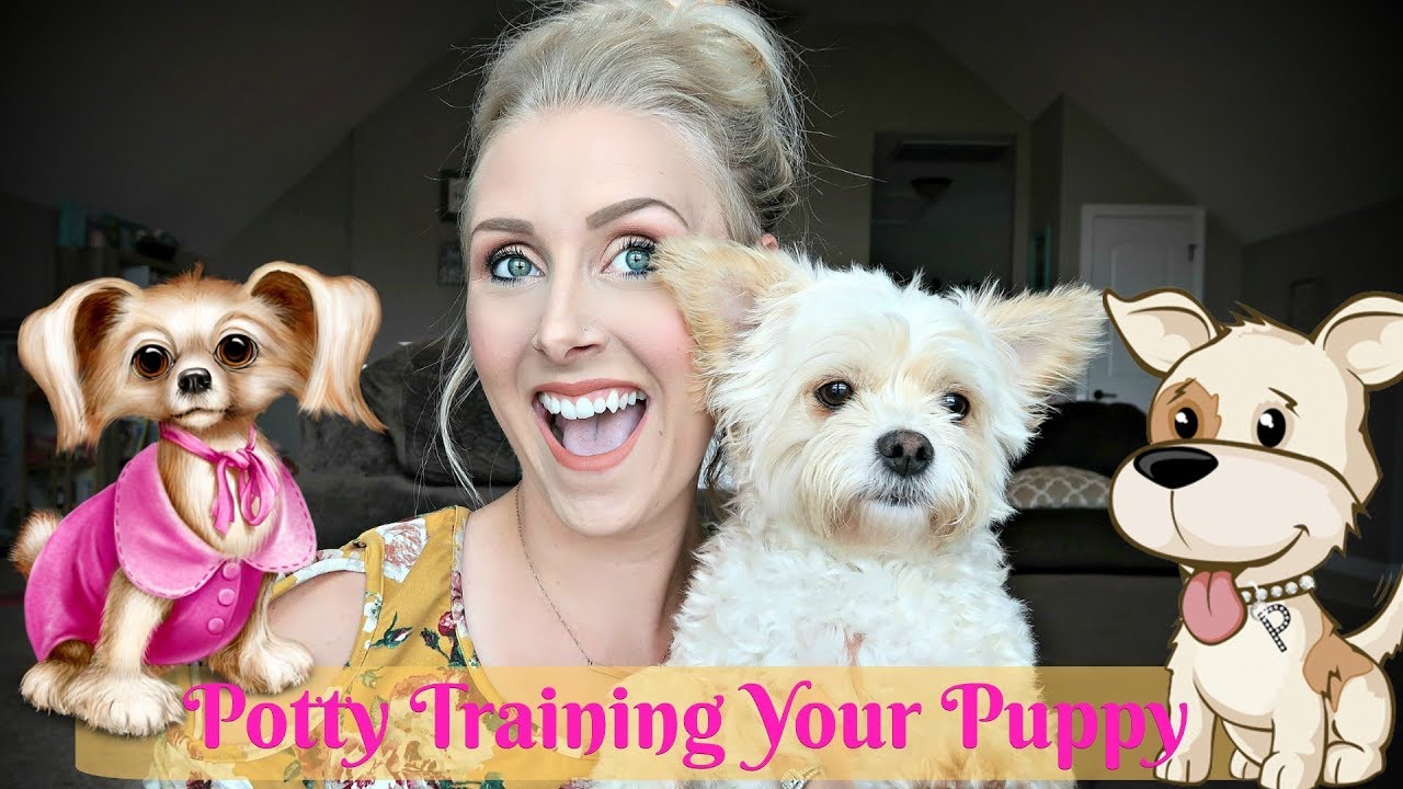How to Potty Train Your Puppy/Dog My Tips Tricks and Hacks YouTube