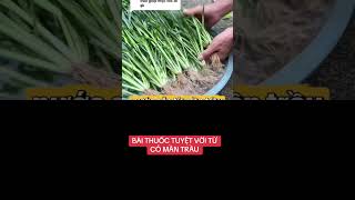 BÀI THUỐC TỪ CÂY CỎ MẦN TRẦU.