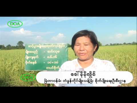 Movie on Activities in Seed Farms: Smoothing seed flow from BS to CS in Myanmar