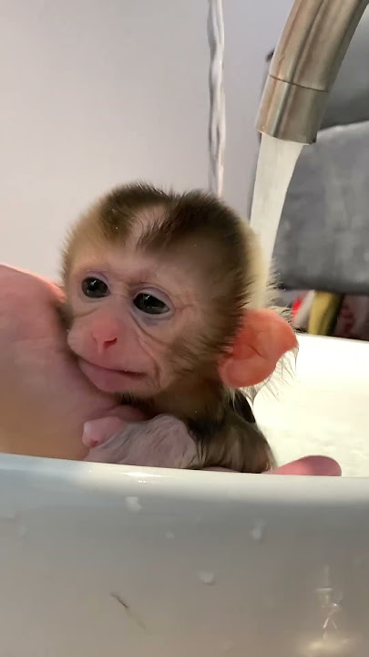 Little Monkey Baby Taking a Bath || ViralHog