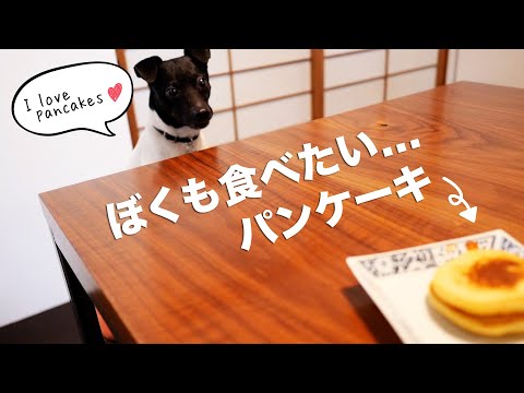 何食べてるの？僕の分もあるの？（日本テリアとの暮らし）