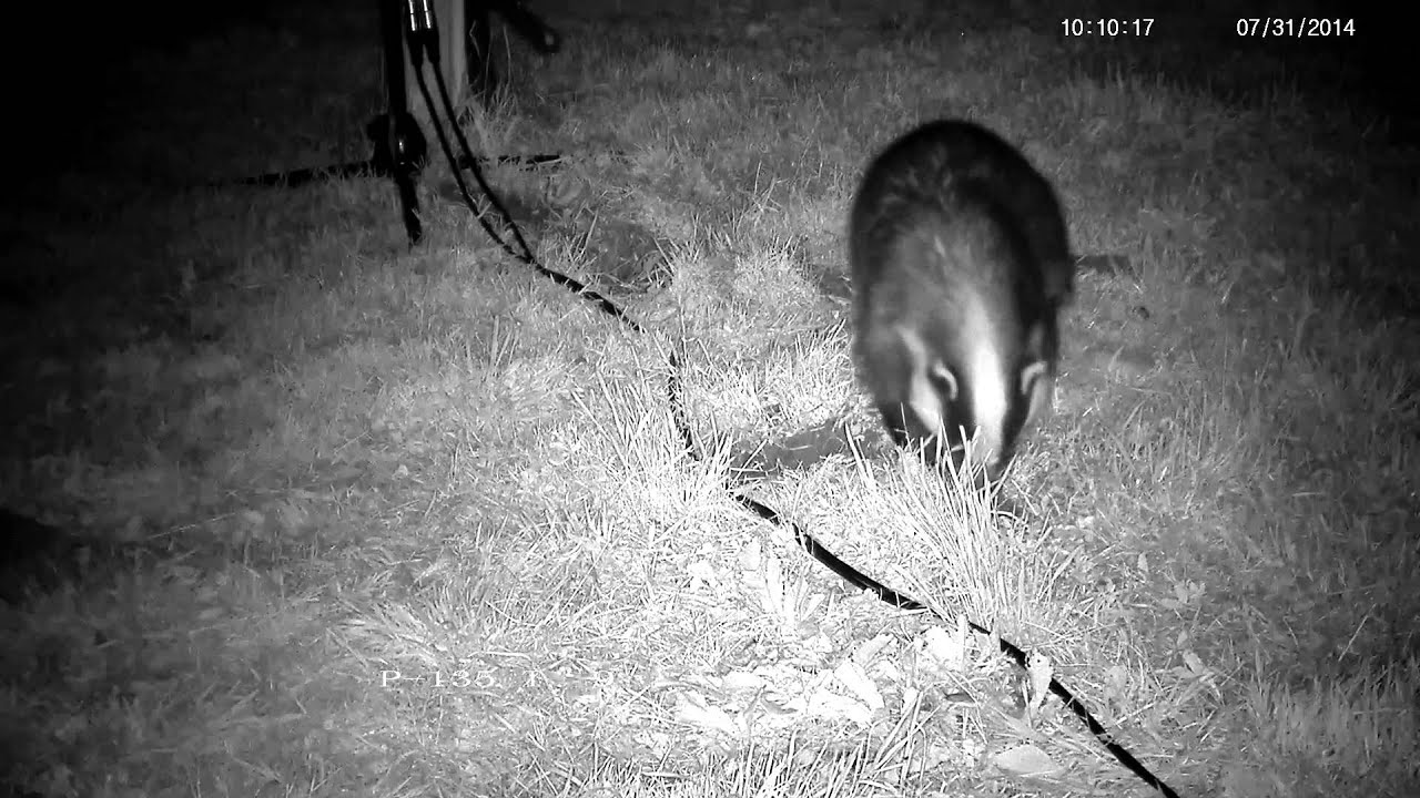 badger animal habitat Badger digging snuffle holes looking for food - with sounds