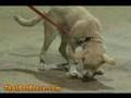 Basic Obedience Dog Training Classes At That Pet Place Basic Obedience Dog Training Classes At That Pet Place