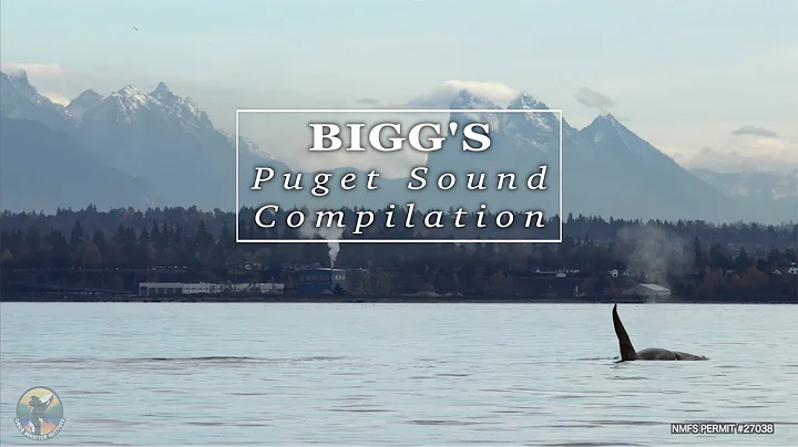 Bigg's killer whales in Puget Sound | November 2025