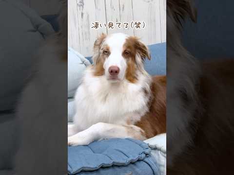 近づくだけで凄い喜んでくれる犬達が可愛すぎる😂【オーストラリアンシェパード・ボーダーコリー】#shorts