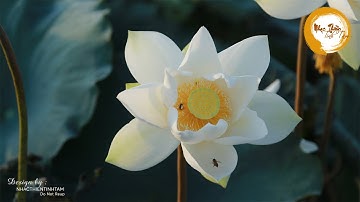 Nhạc Thiền Thanh Tịnh An Lạc Ngủ Ngon - Nhẹ Nhàng Thư Giãn, Giảm Căng Thẳng Hiệu Quả - TUYỆT VỜI