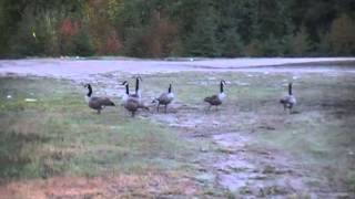 Niskak - Outardes à Manawan