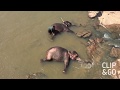 Шри-Ланка/ Слоновий питомник в Пиннавеле/ Поение маленьких слонят/ Бумага из слоновьих какашек  🌴