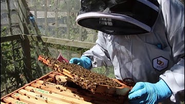 A Snelgrove split comes queenright