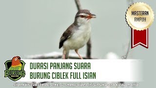 Suara Burung Ciblek Full Isian Durasi Panjang