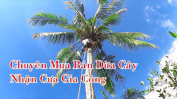 Theo Chân Thợ Cưa Hạ Hai Cây Dừa Cao, Gốc To Khủng/ Tung Vlog