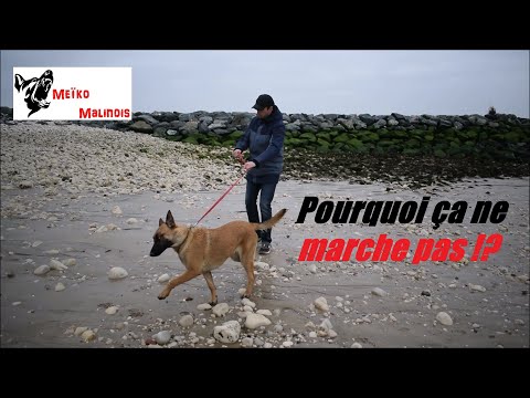 Vidéo: Comment obtenir un chiot têtu à marcher en laisse