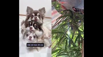 giống chó mắt to hung zữ nhất .