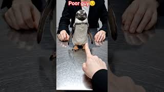 penguin integrations #shortsfeed #shorts
