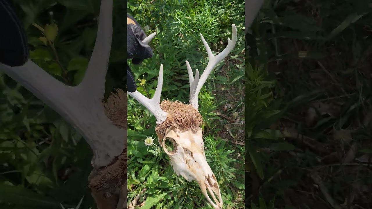 roadkill double browtine buck lost more weight