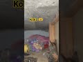 kitten sound 😸😪#cuteanimals #catsounds #cat #youtuber #shortsfeed #like #tranding #shortvideo #like