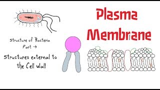 Structure of Bacteria | Part 4 | Plasma membrane