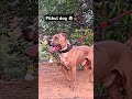 Pitbul dog 🐶!! Ritik dog lover !! Aman dog lover ! Ritik dog kennel #viral #pitbull #shortsvideo