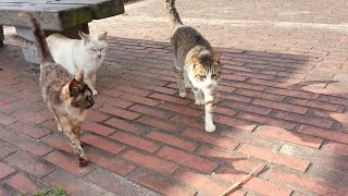 【地域猫】どこまでも付いてくる公園猫ちゃん達。