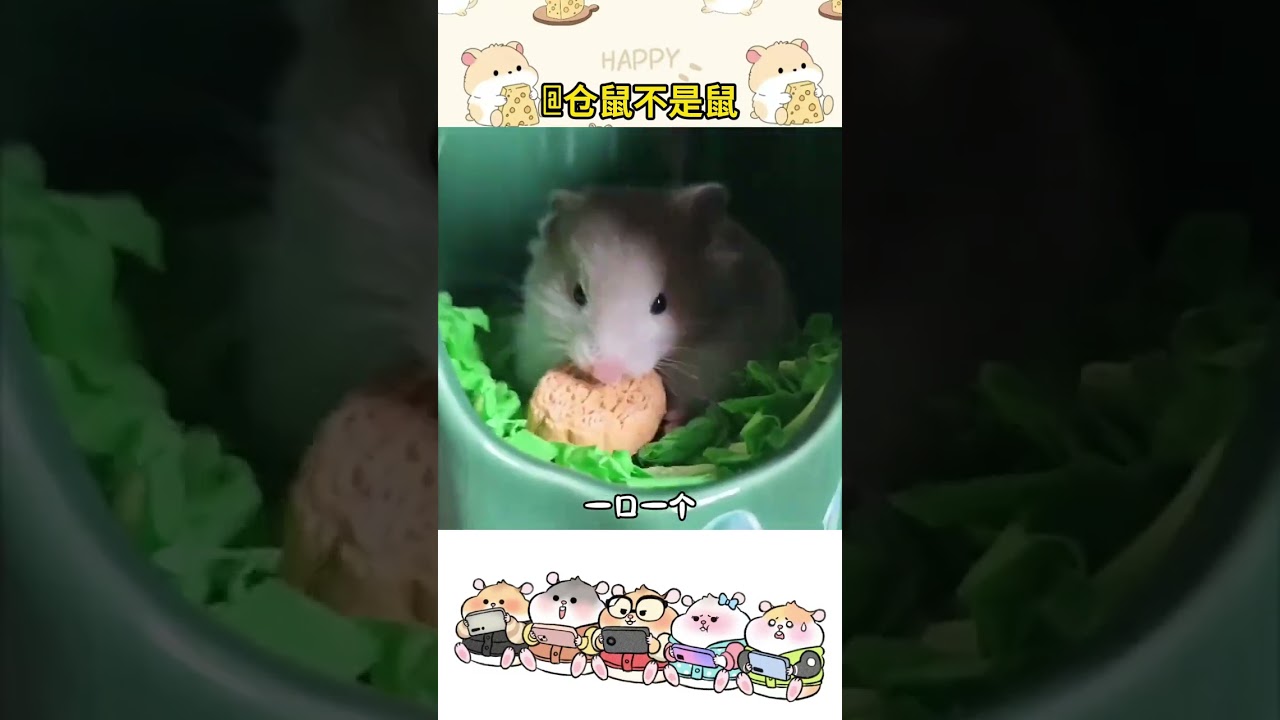 Hamster mooncakes The Mid-Autumn Festival brings a special sense of ceremony to the little